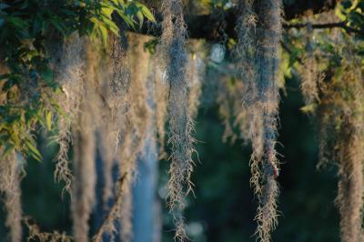 Spanish Moss