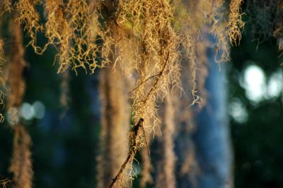 Spanish Moss in the Evening Light