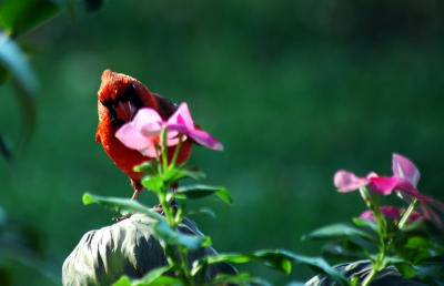 Don't Forget to Stop and Smell the Flowers