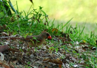 Female Cardinal