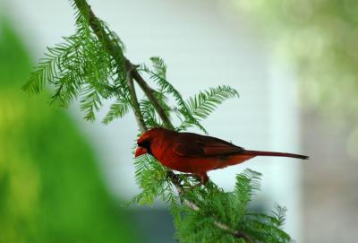 Cardinal on Cypress Branch