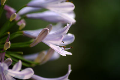 Lily of the Nile in the Evening Light