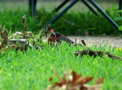 Cardinal Feeding Baby