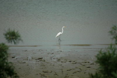 Egret on the River