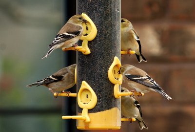 A Feeder Full of Finches