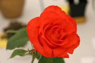 IMG_4753.jpg