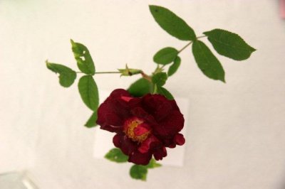 IMG_4802.jpg