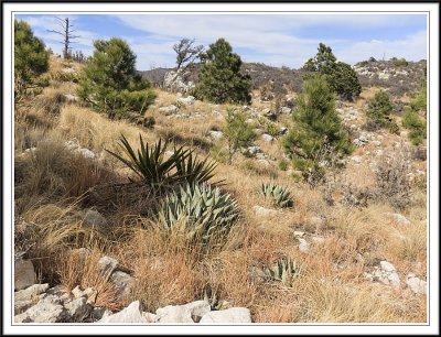 Along the Trail