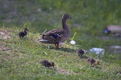Mom and ducklings