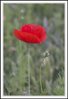 Life cycle of Red Poppy II