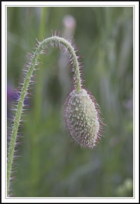 Life cycle of Red Poppy I