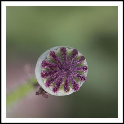 Life cycle of Red Poppy III