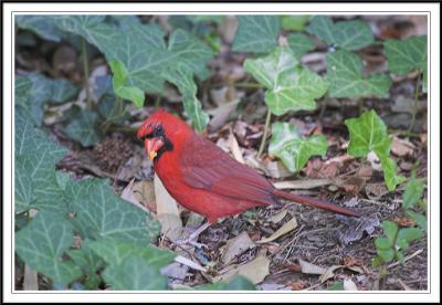 Cardinal is also visiting the zoo