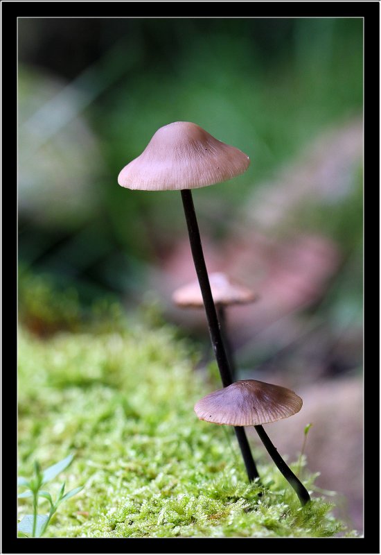110913 - Mushroom