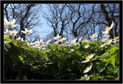 Anemones and even more anemones