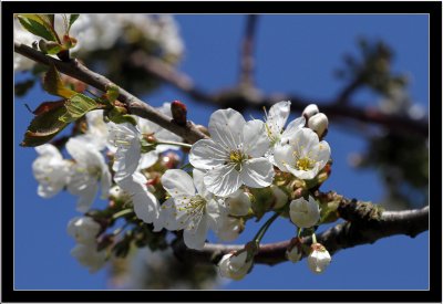 Cherry flower