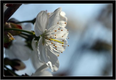 Cherry flower