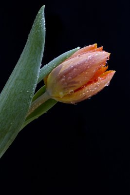 Tulips & Water drops