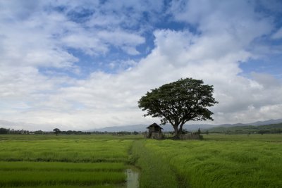 Tree & Ricefield