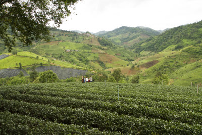 Doi Mae Salong