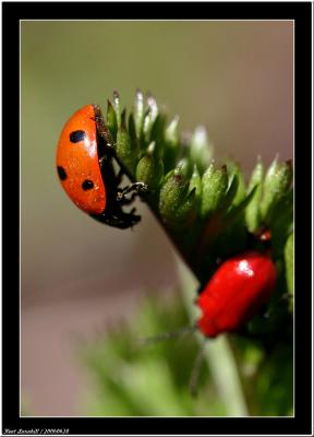 20060428 - Ladybird  -