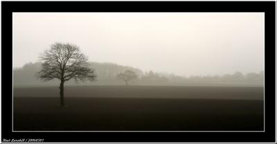 20060501 - My tree -