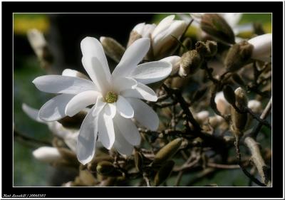 20060507 - White -