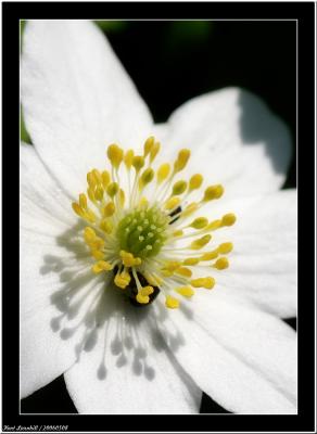 20060508 - Yellow & White -