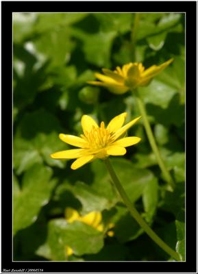 20060514 - Yellow -