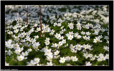20060516 - Field of flowers -