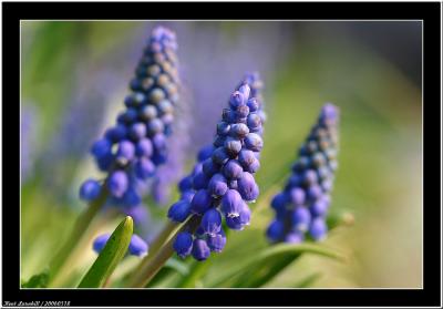 20060518 - Blue -