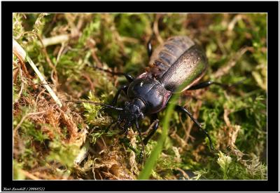 20060522 - Bug -