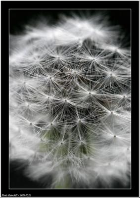 20060523 - Dandelion -