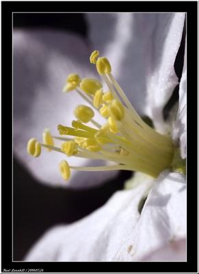 20060526 -  Apple -