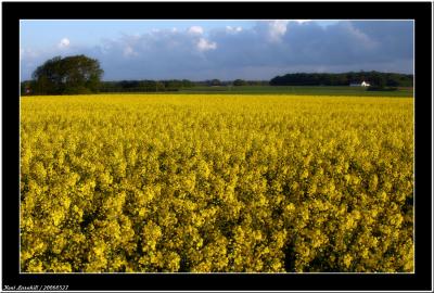 20060527 -  Yellow field -
