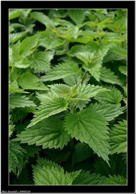 20060528 - Green -