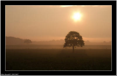 October - One tree - One year