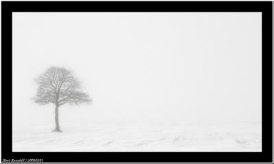 February - One tree - One year