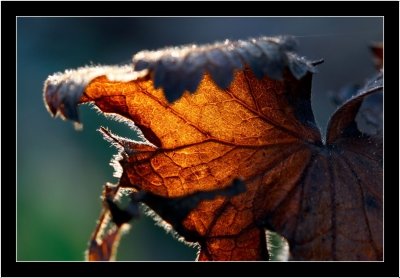 Sun in leaf