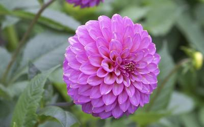 w_flower.jpg
