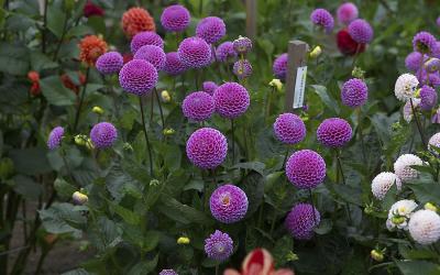 w_flowers.jpg