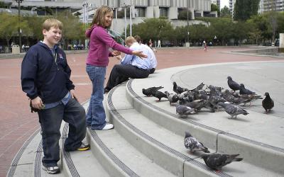 w_pigeons.jpg