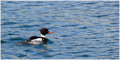 Red-breastedMerganser1.jpg