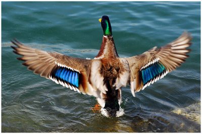 mallardDuckWings4.jpg