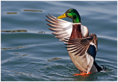 mallardDuckWings5.jpg