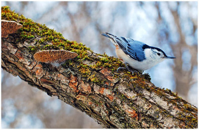 whiteBreastedNuthatch13.jpg