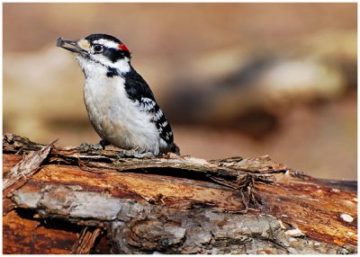 downyWoodpecker15.jpg