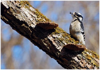 downyWoodpecker16.jpg