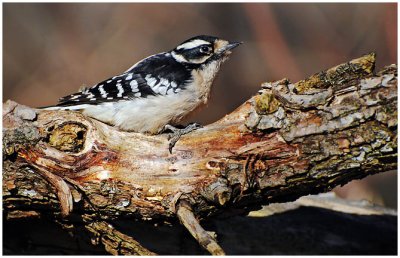 downyWoodpecker17.jpg