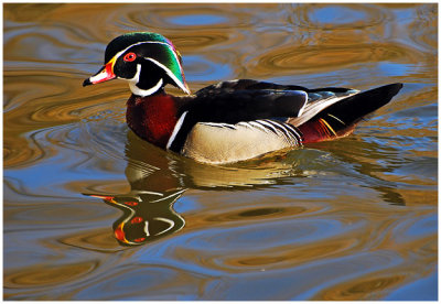 woodDuck9.jpg